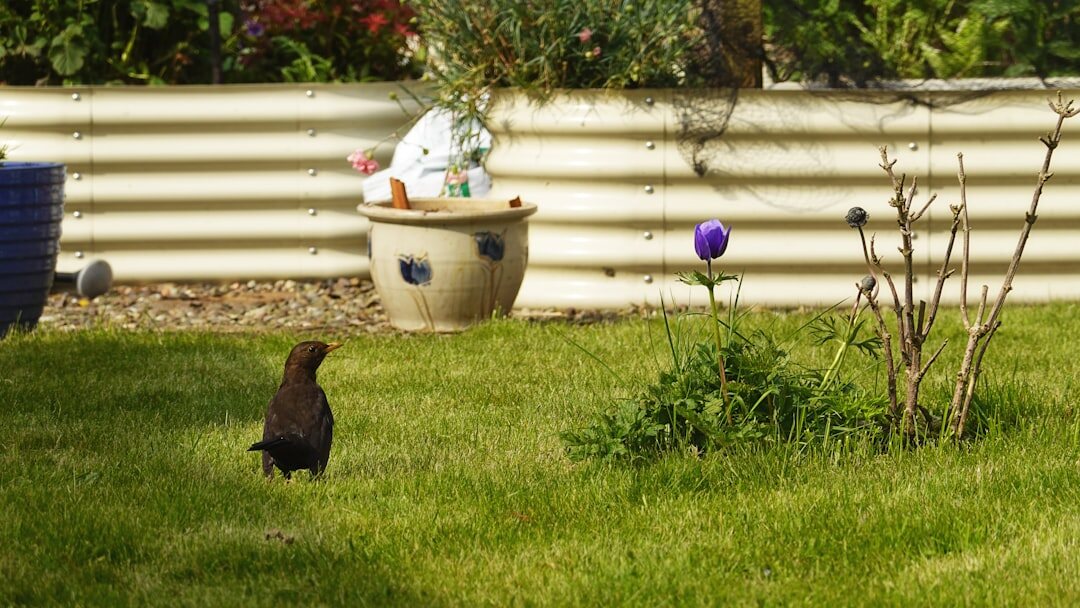 neighbor in garden